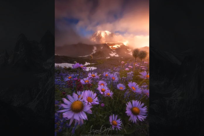 Screen Shot 2019-11-15 at 3.59.42 PM