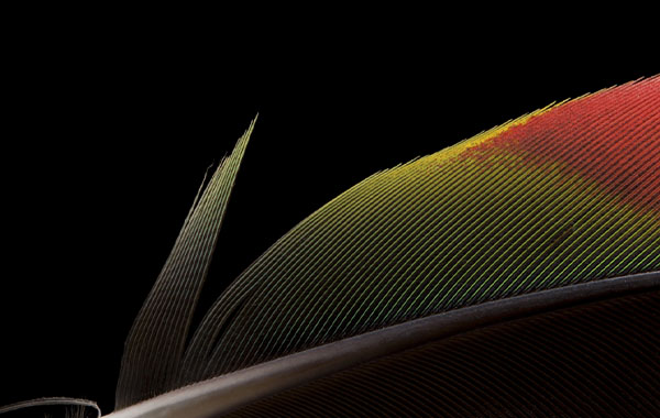Seeing the World Close Up: Three Methods of Close-up and Macro Photography