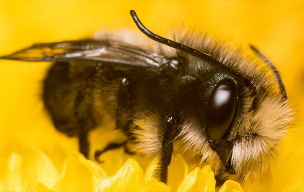 Introduction to Macro Photography by Mike Hagen