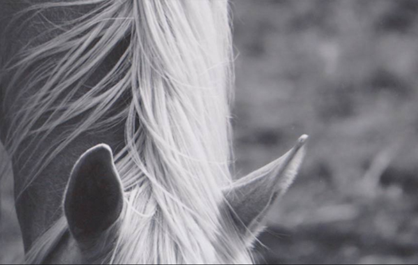 Inkjet Printing: Advanced Photography Techniques