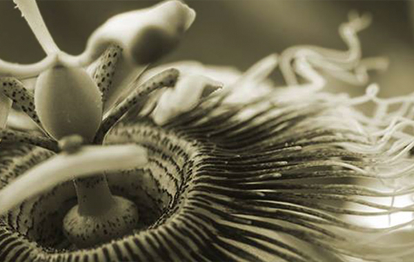 Editing Macro Flower Photographs – Lynda