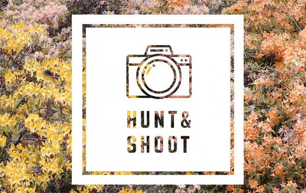 Hunt & Shoot: Pattern and Texture Photography