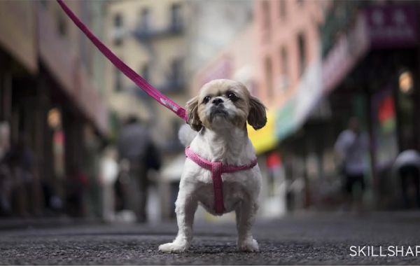 Street Shots: Photographing Scale, Light, and Colors with Steve Sweatpants