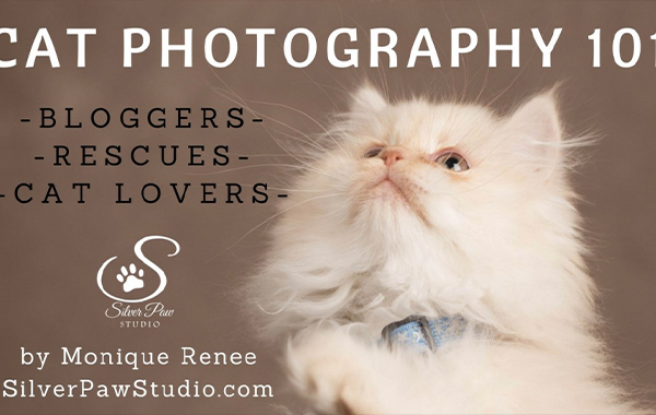 Cat Photography 101 with Monique Rodriguez