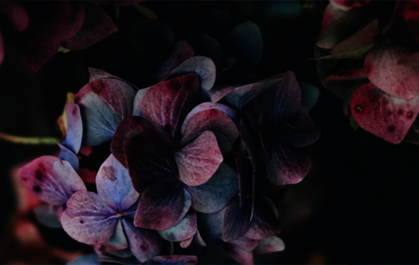 Using the Power of Story to Book More Clients & Make More…