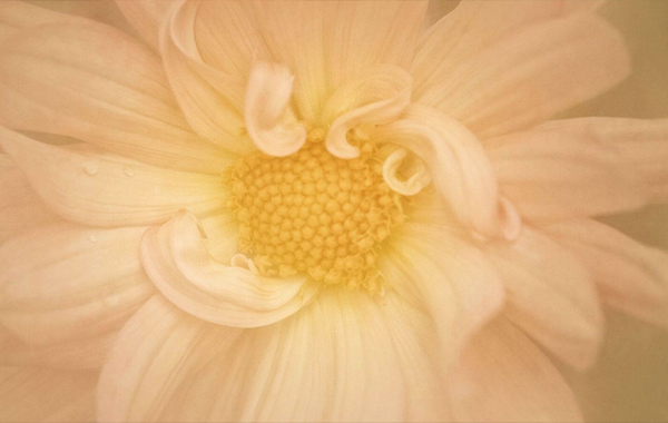 Creating Painterly Photographs by Kathleen Clemons (Updated)