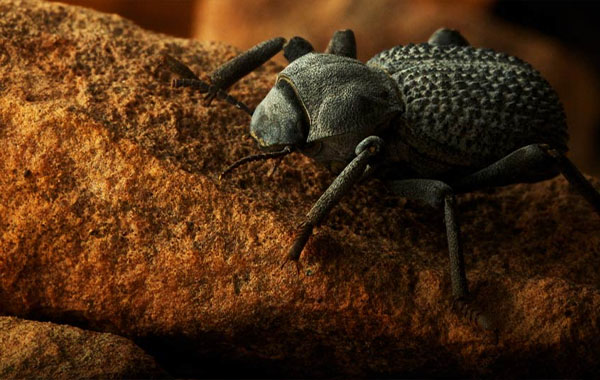 Photography 101: Shooting Macros and Close-Ups