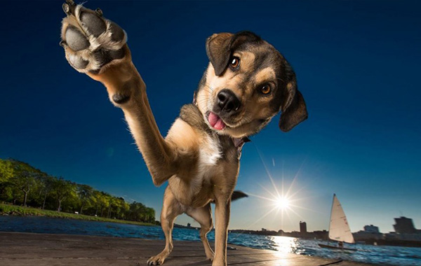 The Inspirational Interview with Professional Dog Photographer Kaylee Greer