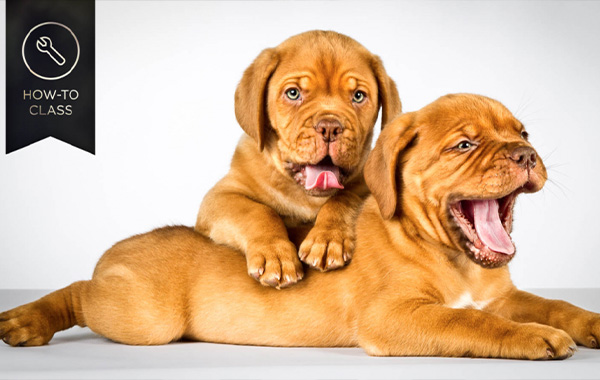 How to Shoot Pets in the Studio with Carli Davidson