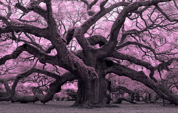 Infrared Photography: Nature and Landscapes