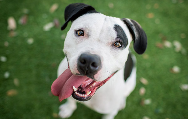 The Secrets to Capturing the Best. Dog. Photos. Ever. Taken. with Kaylee…
