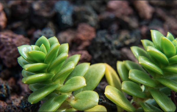 Using the Nikon Autofocus System – CreativeLive