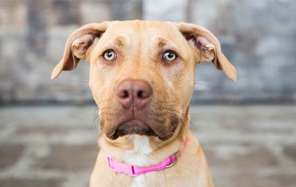 Integrating Animal Photography into your Business – CreativeLive