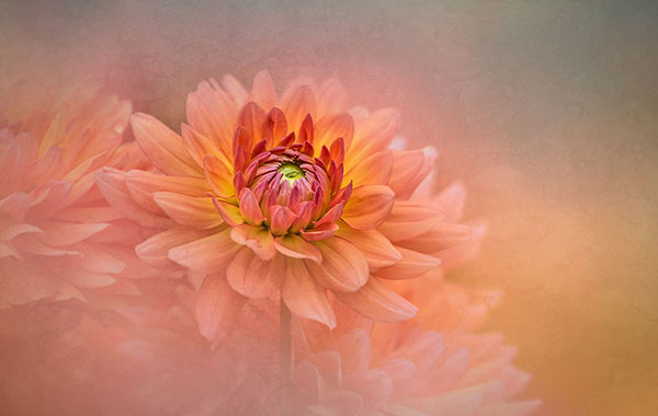 花卉拍摄技巧教程-Artistic Macro Floral Photography Techniques with Jackie Kramer