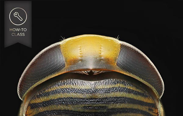 微缩摄影教程超越宏观摄影:进入微观世界-CreativeLIVE Beyond Macro Photography: Into the Microscopic World with Charles Krebs
