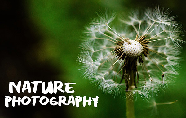 户外摄影-拍摄大自然风景动物摄影视频教程-Nature Photography: Recharge and Enjoy the Outdoors