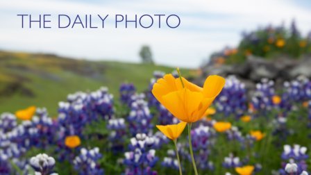 每日照片:启动摄影项目并建立创意习惯(THE DAILY PHOTO: Start a Photography Project & Build a Creative Habit)