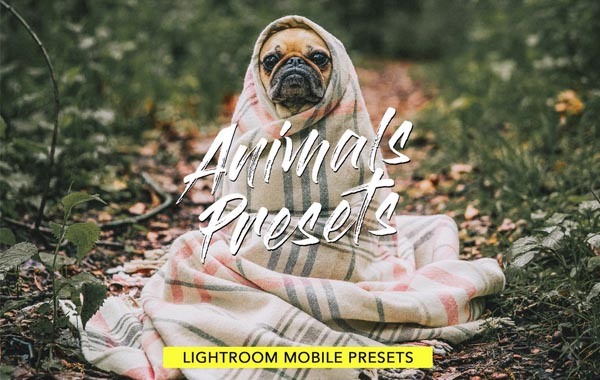 宠物暖色LR预设调色滤镜-Animals Lightroom Presets Bundle