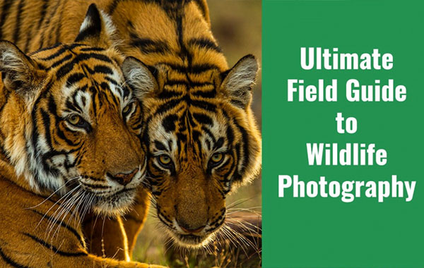 野生动物摄影野外拍摄大师级终极指南-Masterclass: Ultimate Field Guide to Wildlife Photography with Sudhir Shivaram