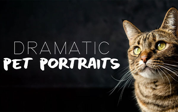 宠物摄影-拍摄出稿质量的宠物猫照片视频教程-Pet Portraits: Capture Studio-Quality Photos of Your Pet with Tabitha Park