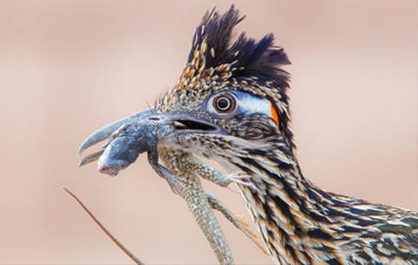 鸟类摄影入门指南视频教程CreativeLive – Beginner’s Guide to Bird Photography
