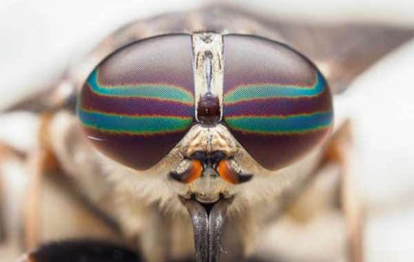 微缩宏观摄影:昆虫与植物生命摄意视频教程-CreativeLive – Macro Photography: Insects and Plant Life (2019)