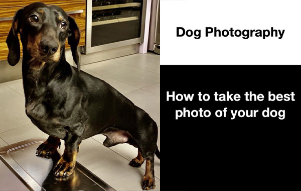 宠物摄影视频教程-如何为狗拍最好的照片-How to take the best photos of your dogs – Dog Photography with Thomas Rigamonti