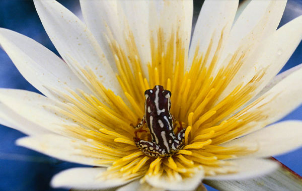 大自然微距摄影技巧视频教程-The Art of Seeing: Macro Techniques for Flowers and Plants by Frans Lanting – CreativeLive