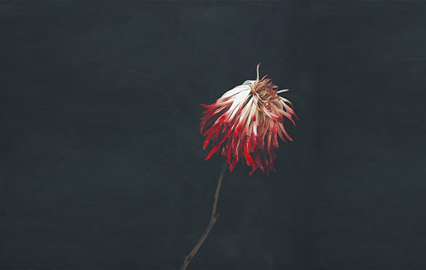 艺术摄影视频教程-培养内在的视觉诗人-Mobile Art Mastery: Developing the Visual Poet Within