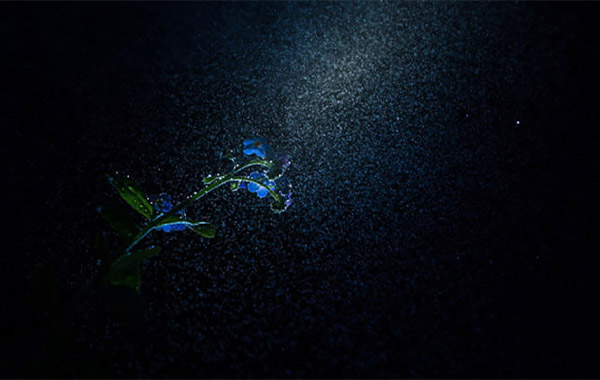 微距摄影-沼泽地里拍摄开花的勿忘我-Shooting a Forget me not flower in the swamp by Leon Baas