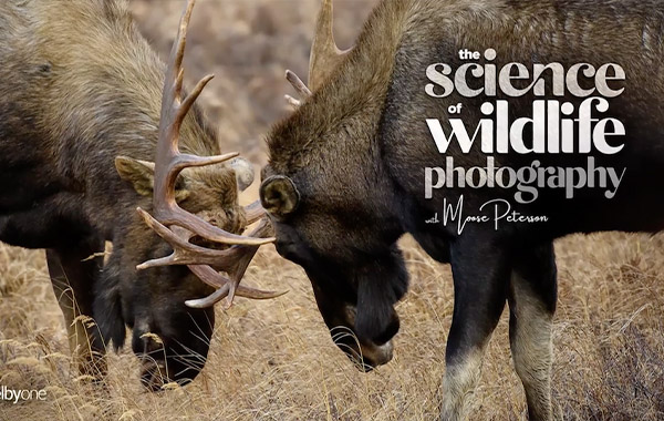野生动物摄影视频教程-The Science of Wildlife Photography with Moose Peterson