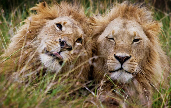 野生动物摄影视频教程-捕捉野外:狩猎摄影-Capturing the Wild: Safari Photography with Rick Sammon