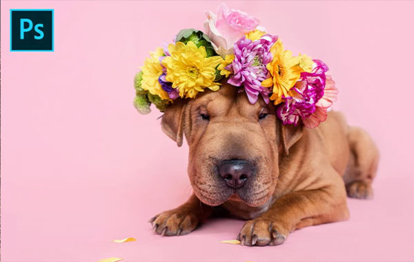 宠物狗摄影-专业摄影后期处理视频教程-Dog photography – Adobe Photoshop Homemade Studio Edit with Martyna Nysk