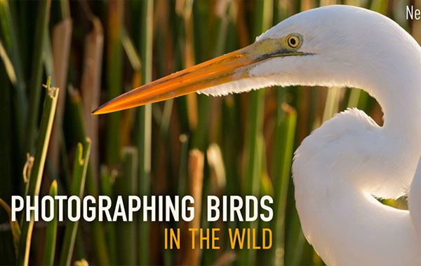 野外鸟类摄影视频教程Photographing Birds in the Wild with Neil Losin