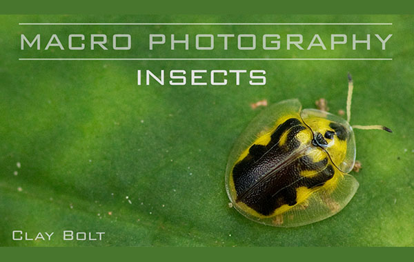 昆虫微距摄影视频教程-Macro Photography: Insects with Clay Bolt