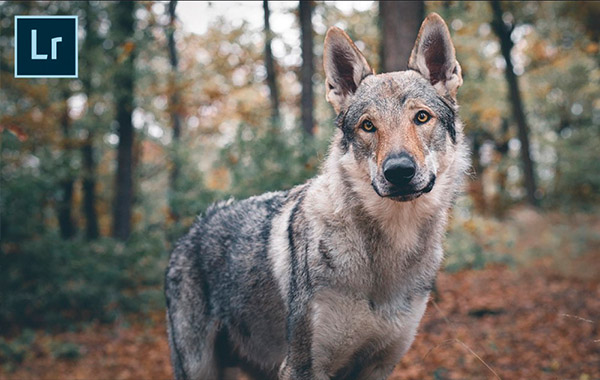 宠物狗摄影-LR狼狗照片后期处理调色修饰视频教程-Dog Photography – Wolfdog Moody Edit in Lightroom with Martyna Nysk
