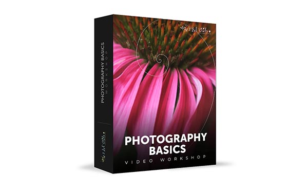 摄影基础知识视频教程-Photography Basics Workshop by Denise Love