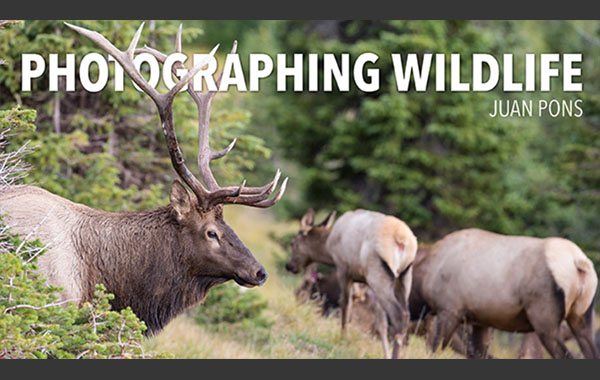 野生动物摄影视频教程-Photographing Wildlife with Juan Pons