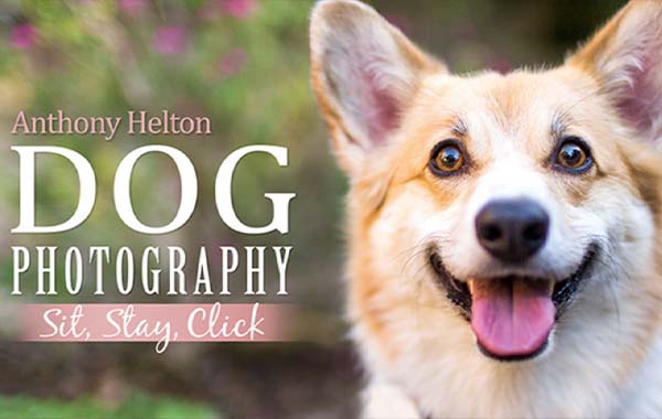 宠物狗摄影-坐姿站姿等拍摄视频教程-Dog Photography: Sit, Stay, Click with Anthony Helton