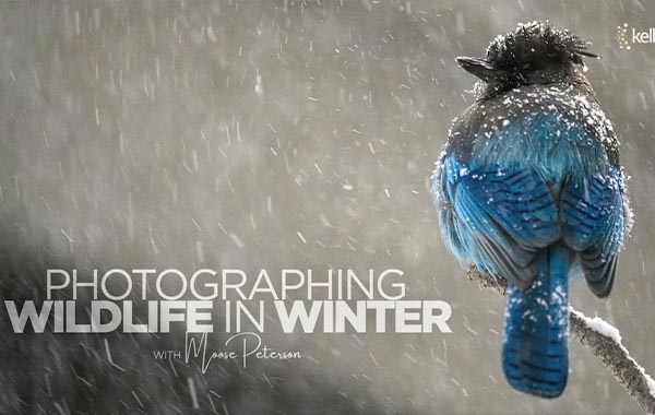 野生动物冬季拍摄要点视频教程-Photographing Wildlife in Winter with Moose Peterson
