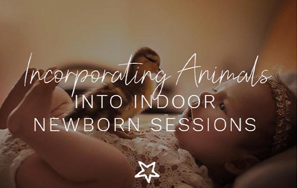 婴儿新生儿动物室内合影拍摄视频教程-Incorporating: Animals into Indoor Newborn Sessions by But Natural Photography