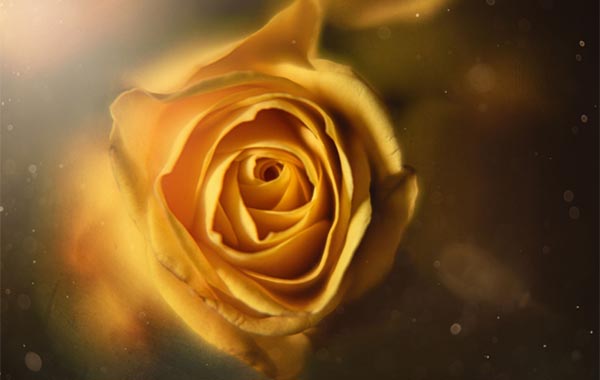 Close Up: Creating Art with a Macro Lens with Joan Marie