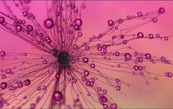Macro Photography Course By Don Komarechka