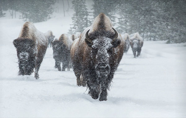 The Biggest Mistakes Wildlife Photographers Make and How to Avoid Them with Juan Pons
