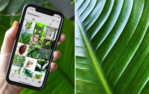 Plant Photography: Take Better Photos at Home for Instagram with Tabitha Park