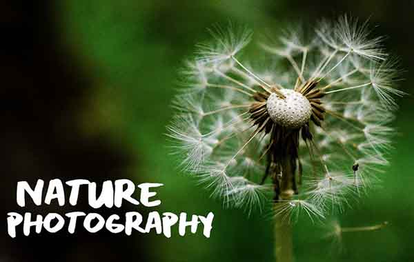 Nature Photography: Recharge and Enjoy the Outdoors with Tabitha Park