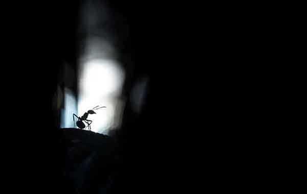 Red Forest Ants in Silhouette with Leon Baas