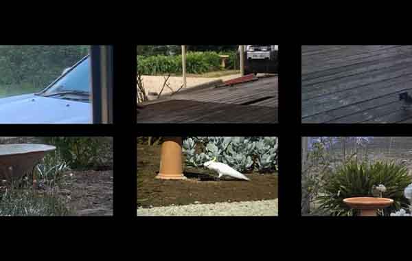 Learn by Doing – Use Lumafusion to Create a Film About Birds