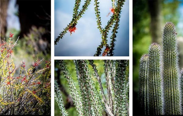 Batch Processing Photos to Save Time with Rich Harrington