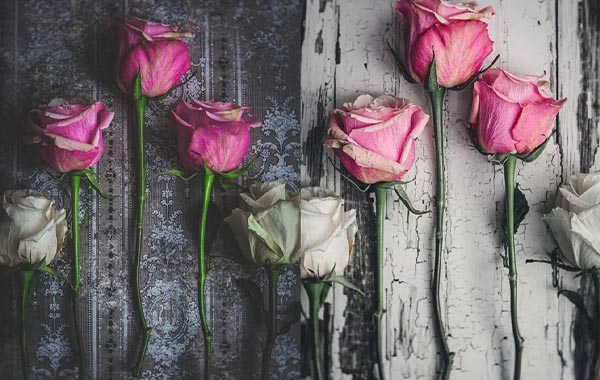 Still Life Photography: Creating A Beautiful Rose Flat lay Photo Using Natural Light with DENISE LOVE